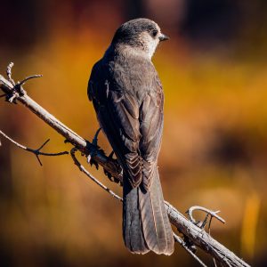 Real Estate Photography for Luxury Homes